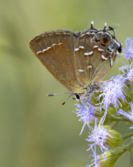 Callophrys gryneus