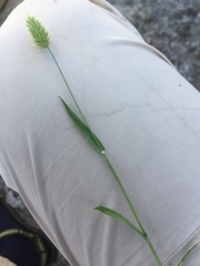 Trisetaria ovata