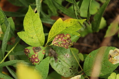 Parallelodiplosis subtruncata