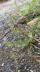 Lepidium ruderale