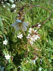 Spergula arvensis
