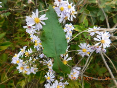 Symphyotrichum undulatum