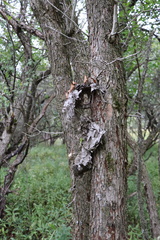 Dolichovespula maculata