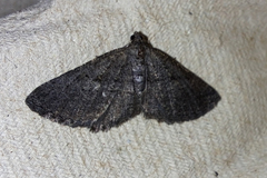 Rhoptria asperaria