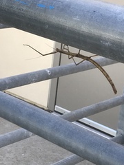 Phasmatinae