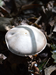 Agaricus