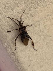 Leptoglossus clypealis