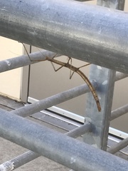 Phasmatinae