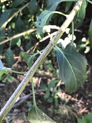Forsythia viridissima