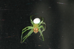 Aoaraneus pentagrammicus