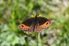 Erebia montanus
