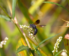 Tachytes guatemalensis