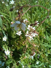 Spergula arvensis