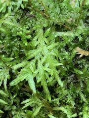 Entodon cladorrhizans