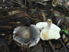 Russula parazurea