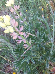 Lupinus gredensis