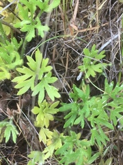 Ranunculus paludosus