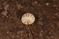 Marasmius