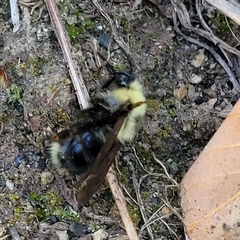 Bombus flavidus