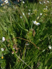 Spergula arvensis