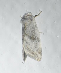 Plagiomimicus caesium