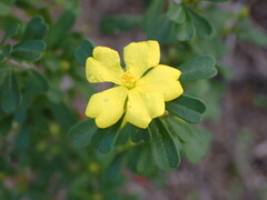 Hibbertia obtusifolia
