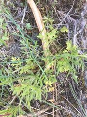 Ranunculus paludosus