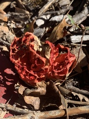 Clathrus ruber