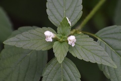 Galeopsis