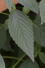 Galeopsis