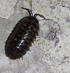 Armadillidium depressum
