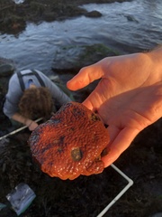 Botrylloides violaceus