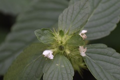 Galeopsis