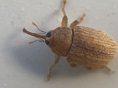 Lignyodes helvolus