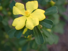 Hibbertia obtusifolia