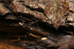 Emesaya brevipennis