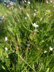 Spergula arvensis