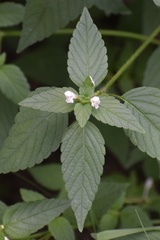 Galeopsis