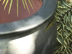 Phelsuma laticauda laticauda