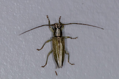 Temnosternus planiusculus