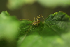 Paroligolophus agrestis