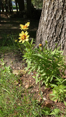 Coreopsis basalis