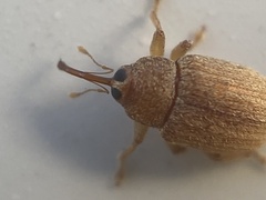 Lignyodes helvolus