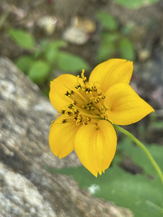 Sclerocarpus divaricatus