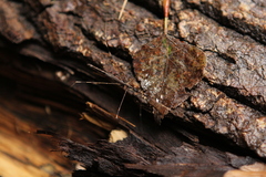 Emesaya brevipennis