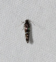 Stagmatophora argyrostrepta