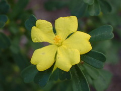 Hibbertia obtusifolia