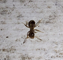 Lasius