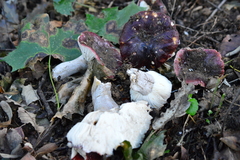 Russula atropurpurea