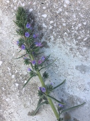 Echium lusitanicum
